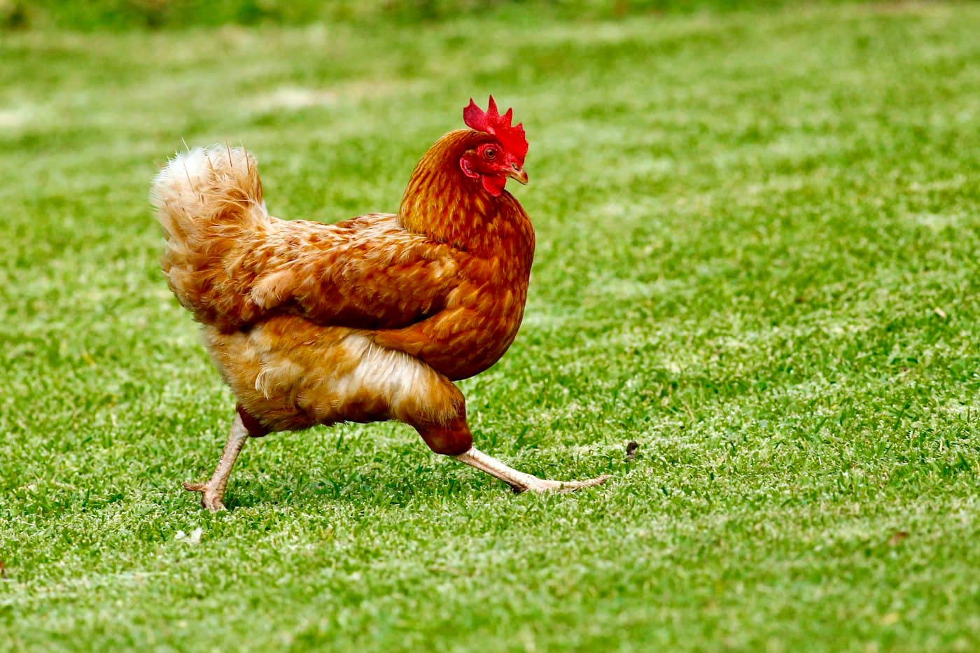 A reddish-brown hen walking on grass