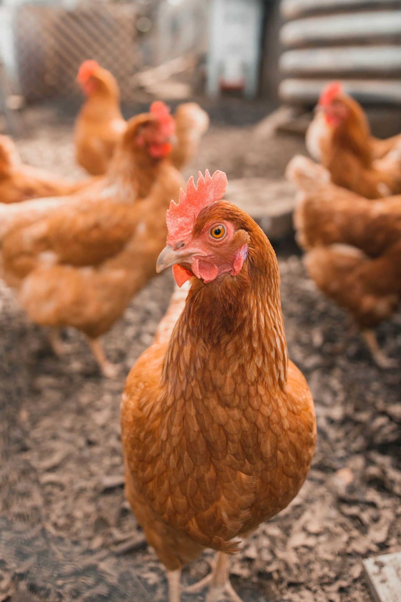Brown laying hens in the farmyard
