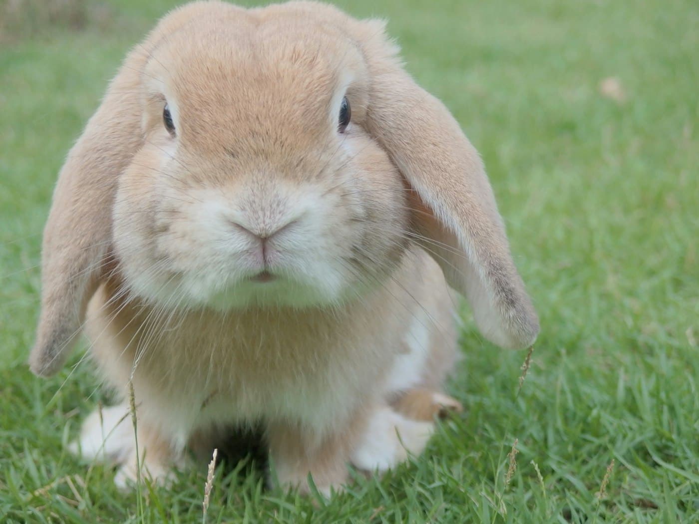 A lop rabbit in the grass