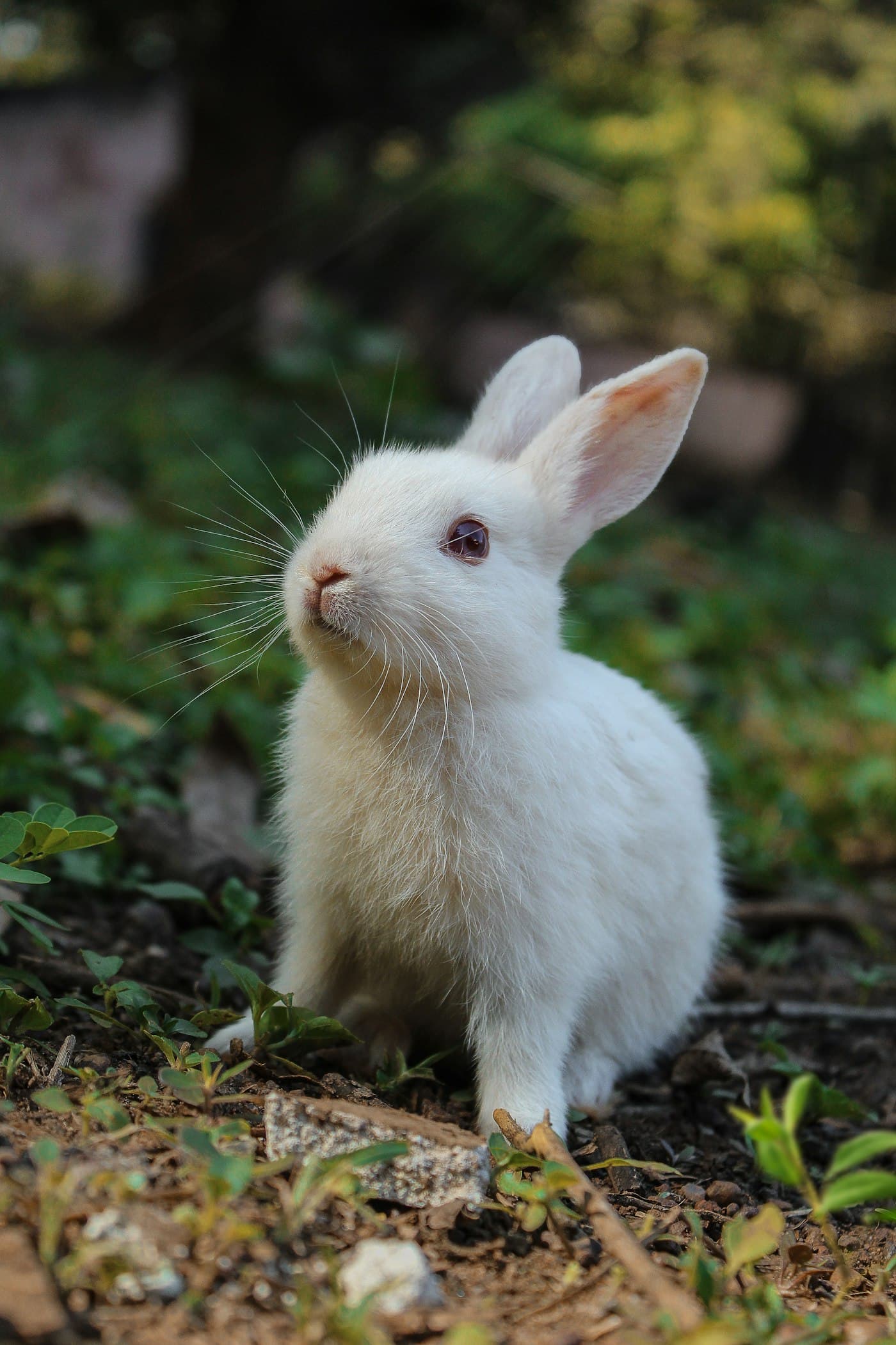 A white rabbit sitting outdoors